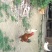 土鸡