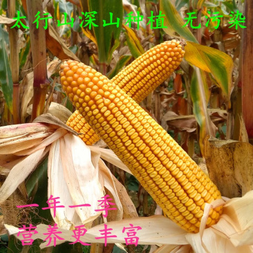 玉米