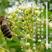 椴树蜜蜂蜜500克东北长白山41度以上纯正包邮