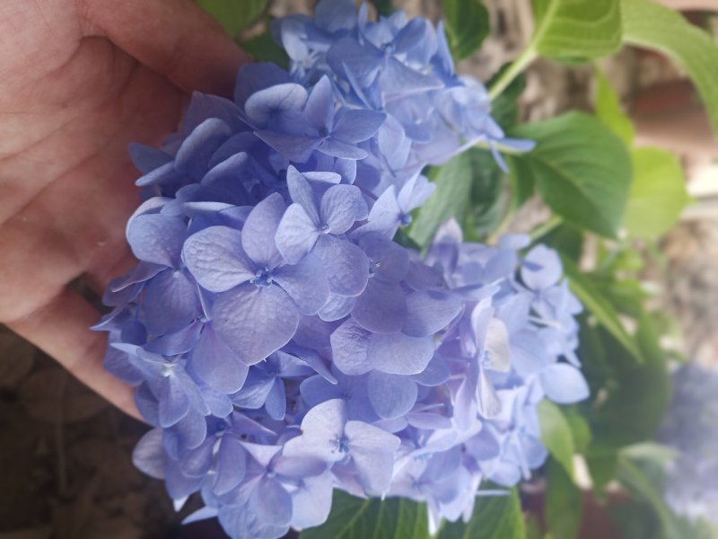 绣球八仙绣球无尽夏