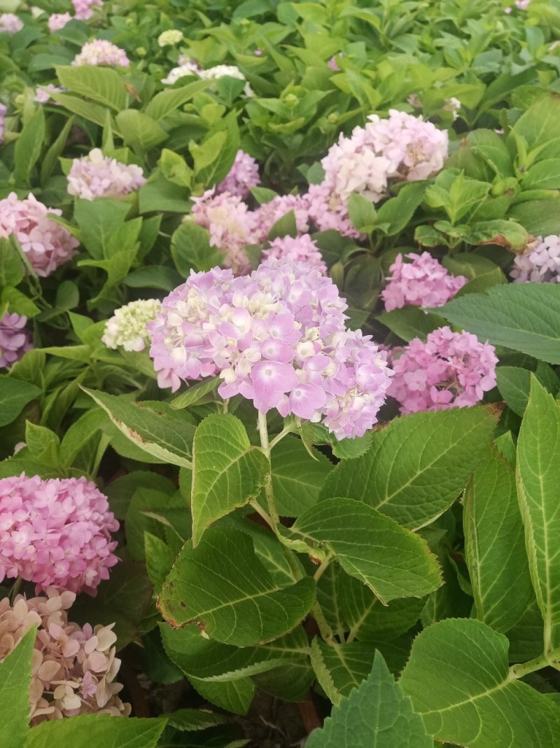 绣球八仙绣球无尽夏