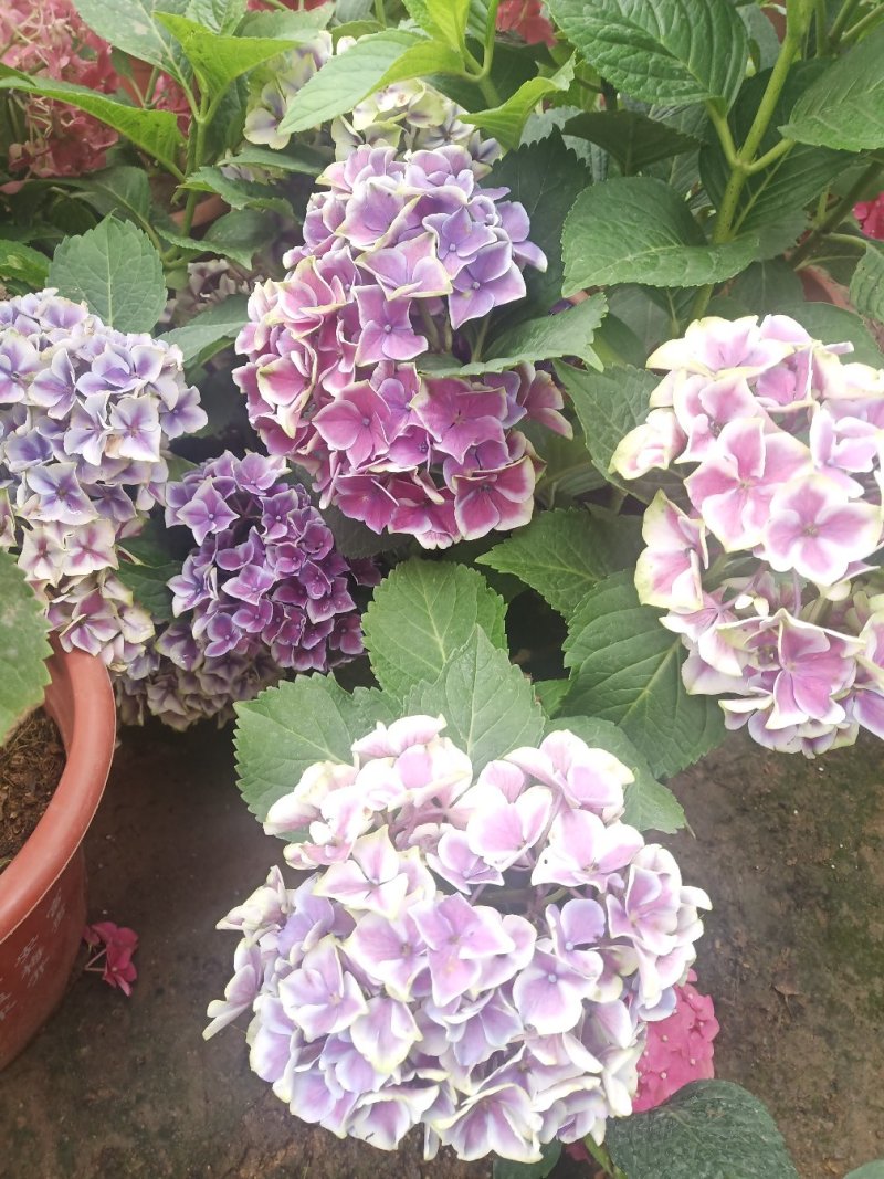 绣球八仙绣球无尽夏