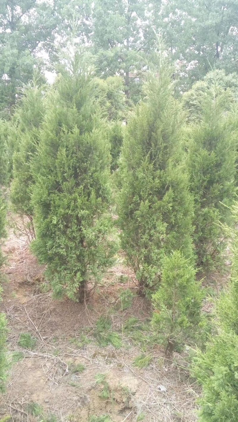 供应塔柏工程苗
