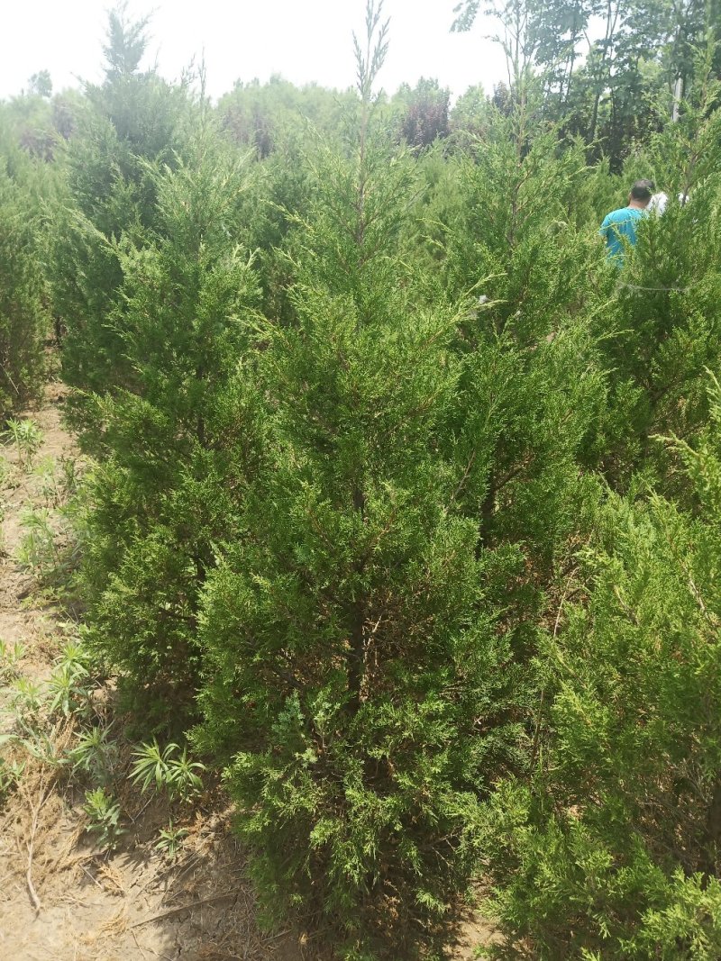 供应塔柏工程苗