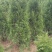 供应塔柏工程苗