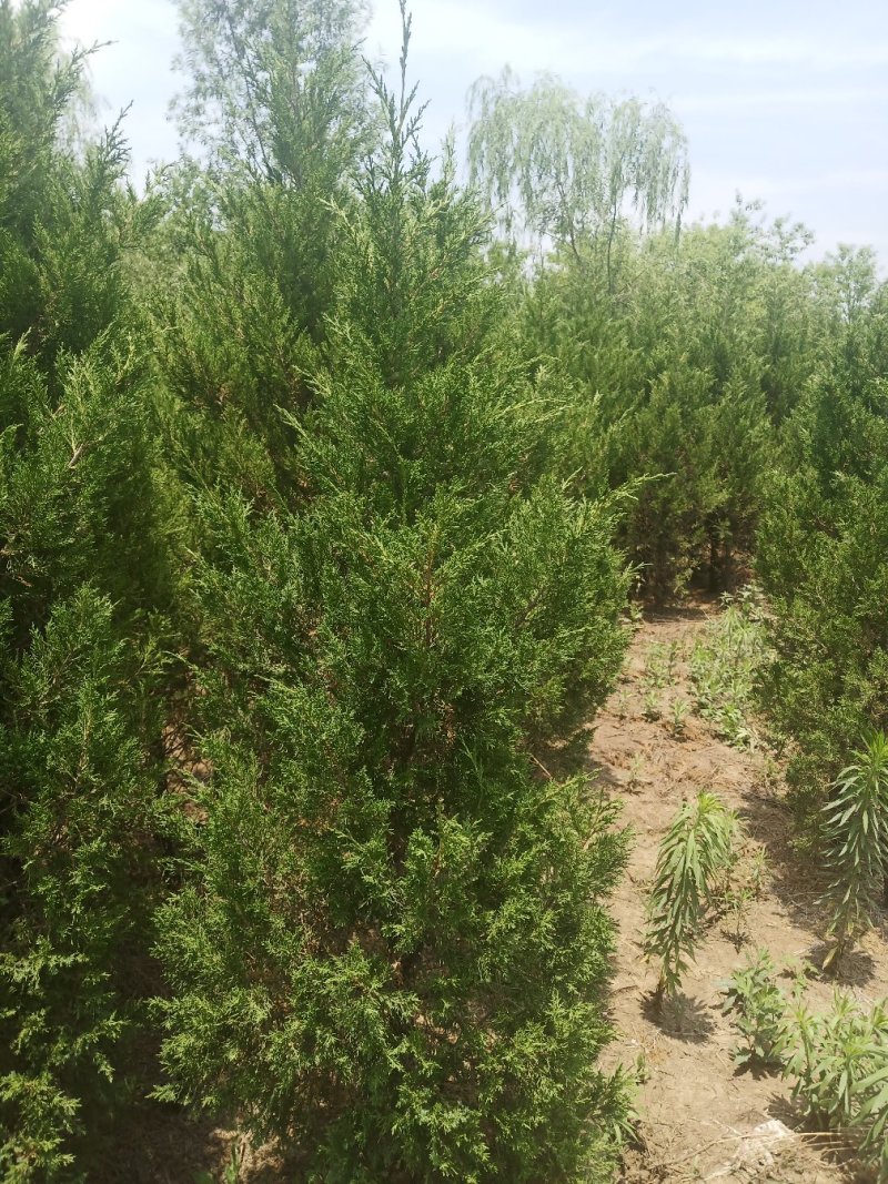 供应塔柏工程苗
