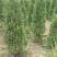 供应塔柏工程苗