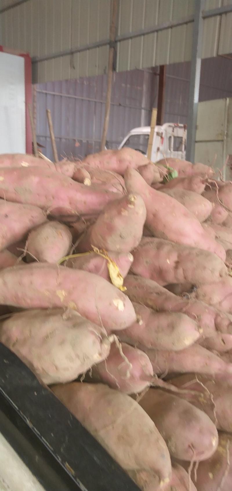 红薯大量提供现货，西瓜红，龙九，正在上市中！