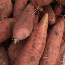 红薯大量提供现货，西瓜红，龙九，正在上市中！