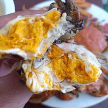 螃蟹食用雌蟹，六月黄公蟹全国各地均可直达