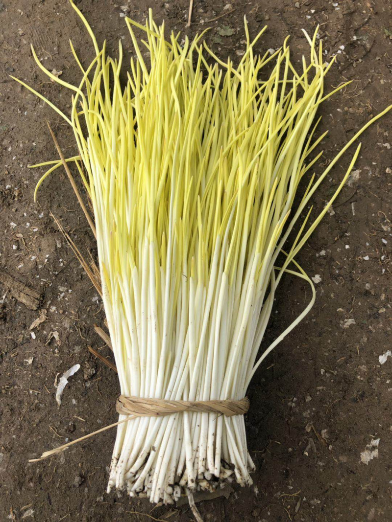 反季节蒜黄批发