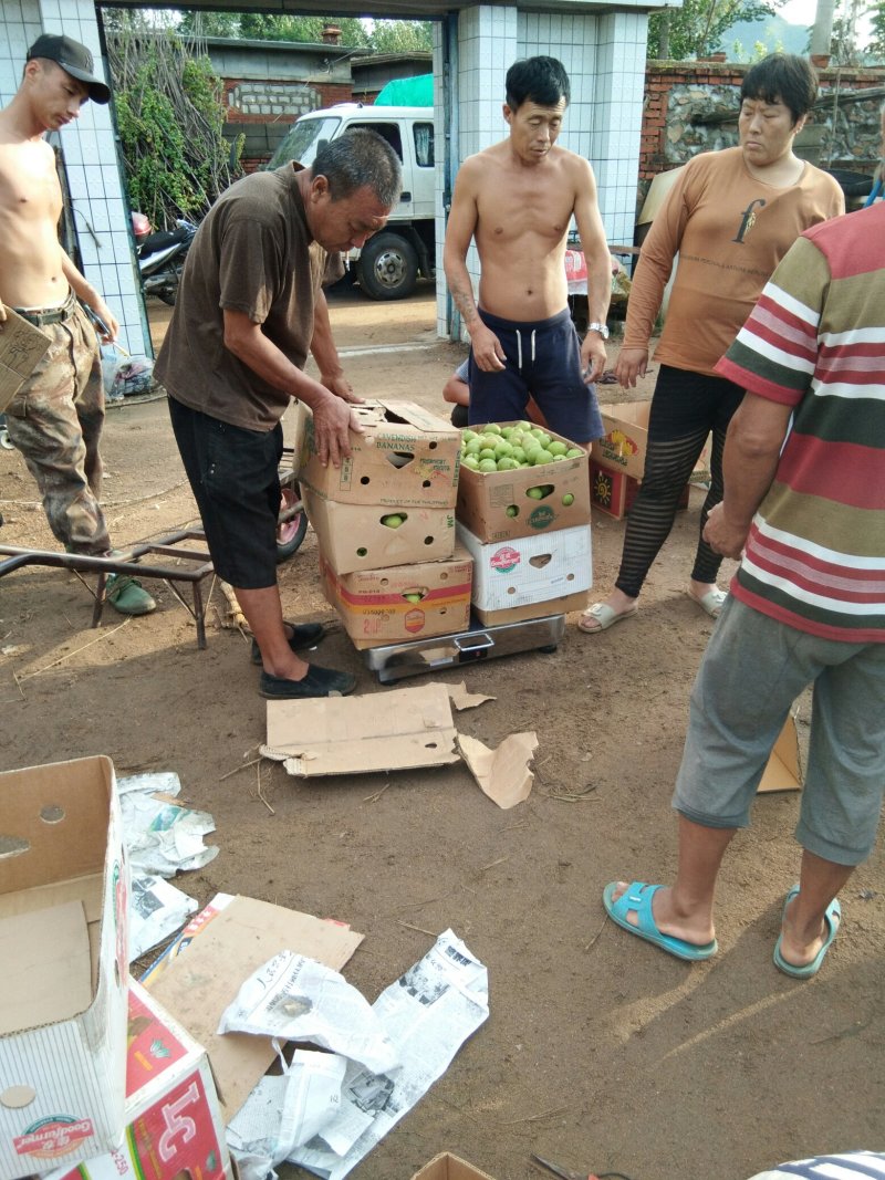 南果梨50――55香甜可口