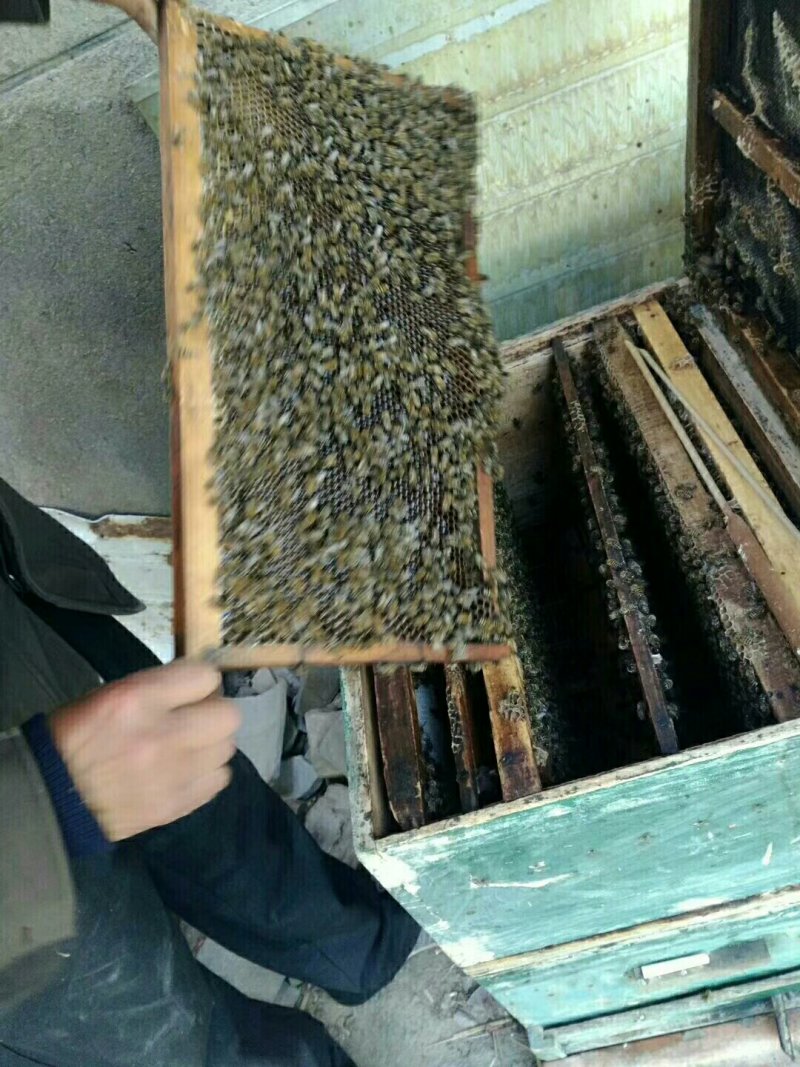 骊山土蜂蜜假一赔十！3斤100包邮起！量大优惠