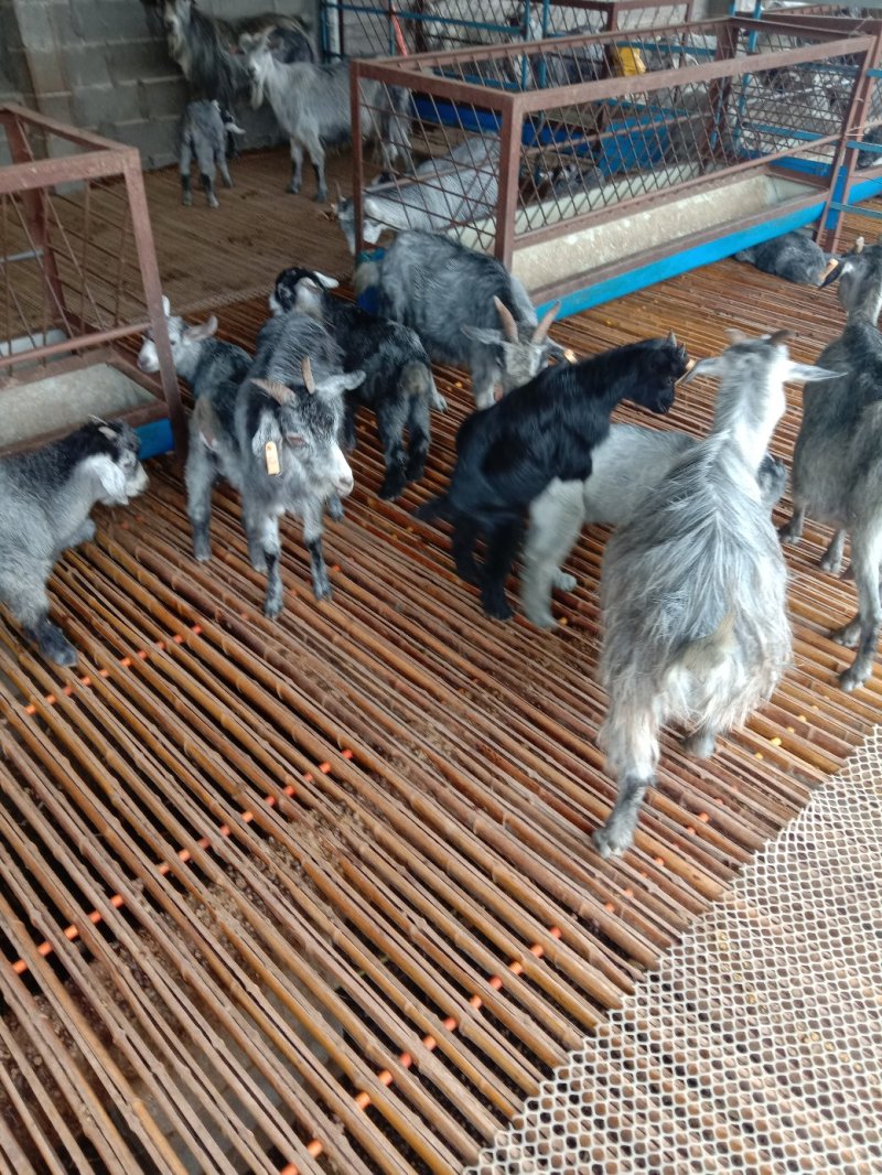 青山羊