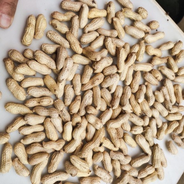 精品天府3号花生果