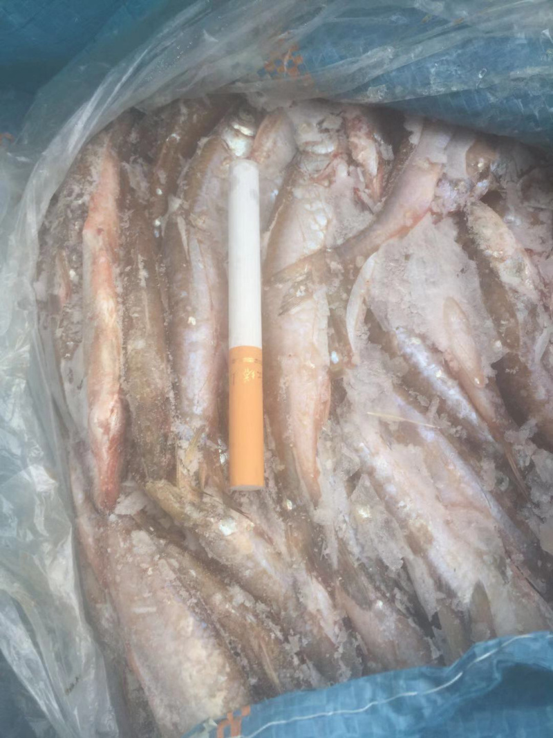 餐鲦鱼