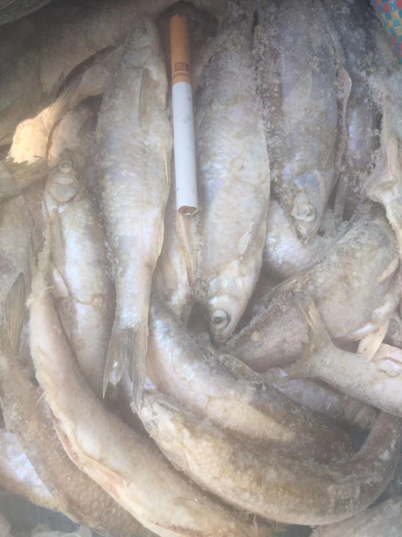 餐鲦鱼
