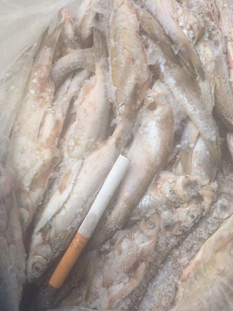 餐鲦鱼