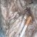 餐鲦鱼