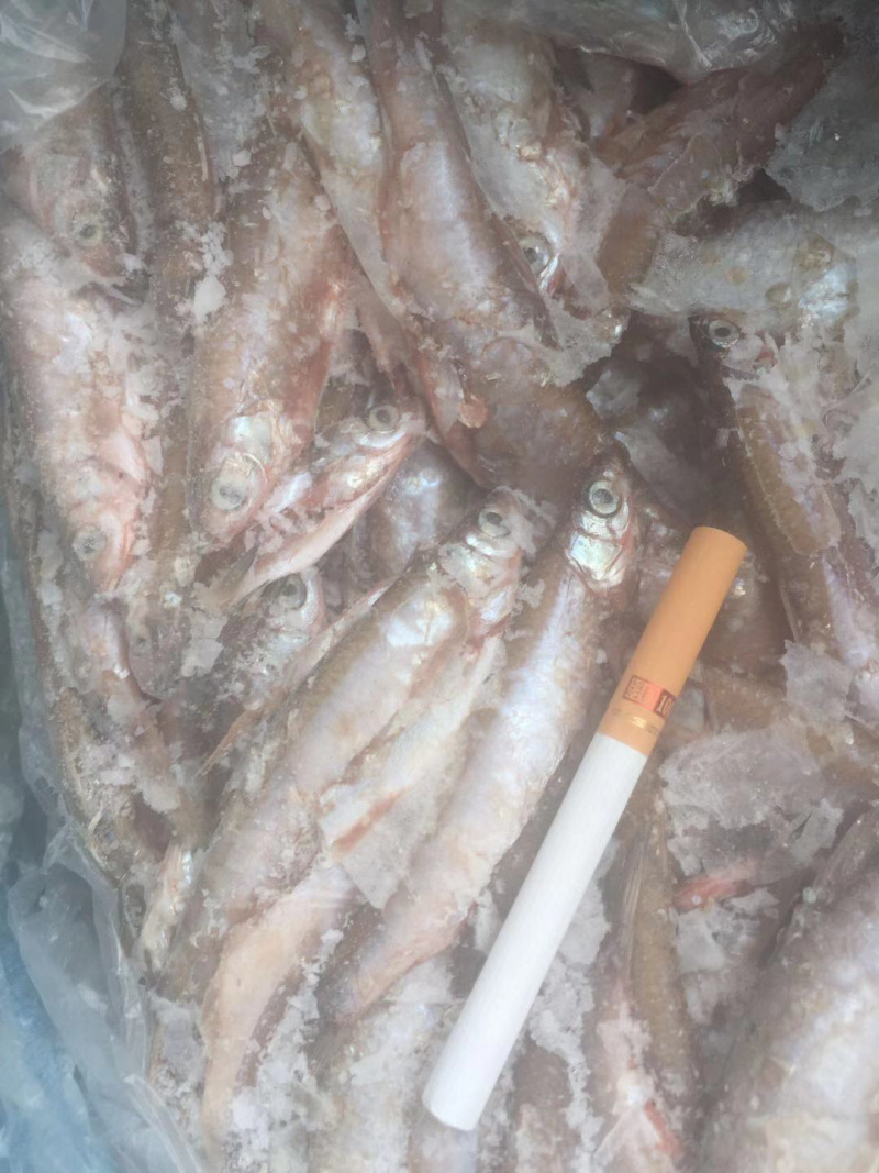 餐鲦鱼