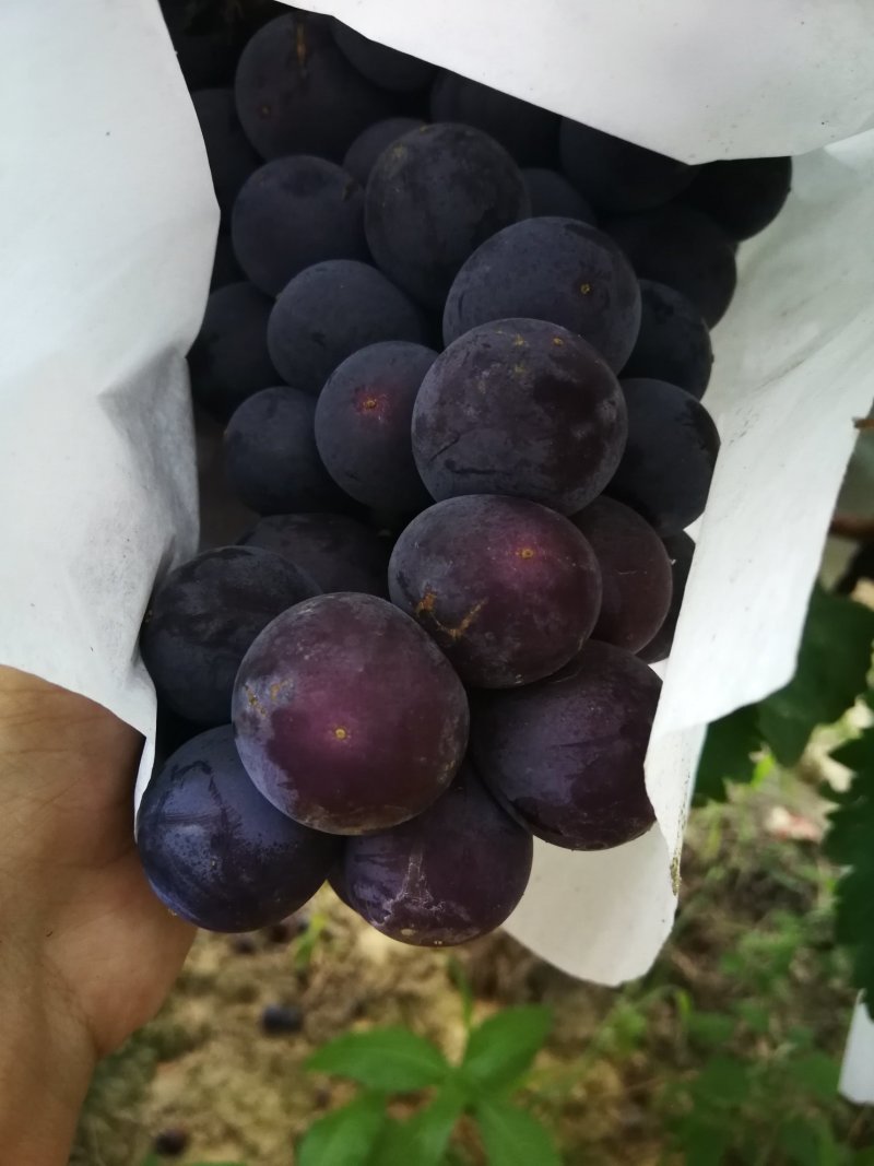 陕西渭北精品夏黑（颗粒均匀、糖度高、货源充足）