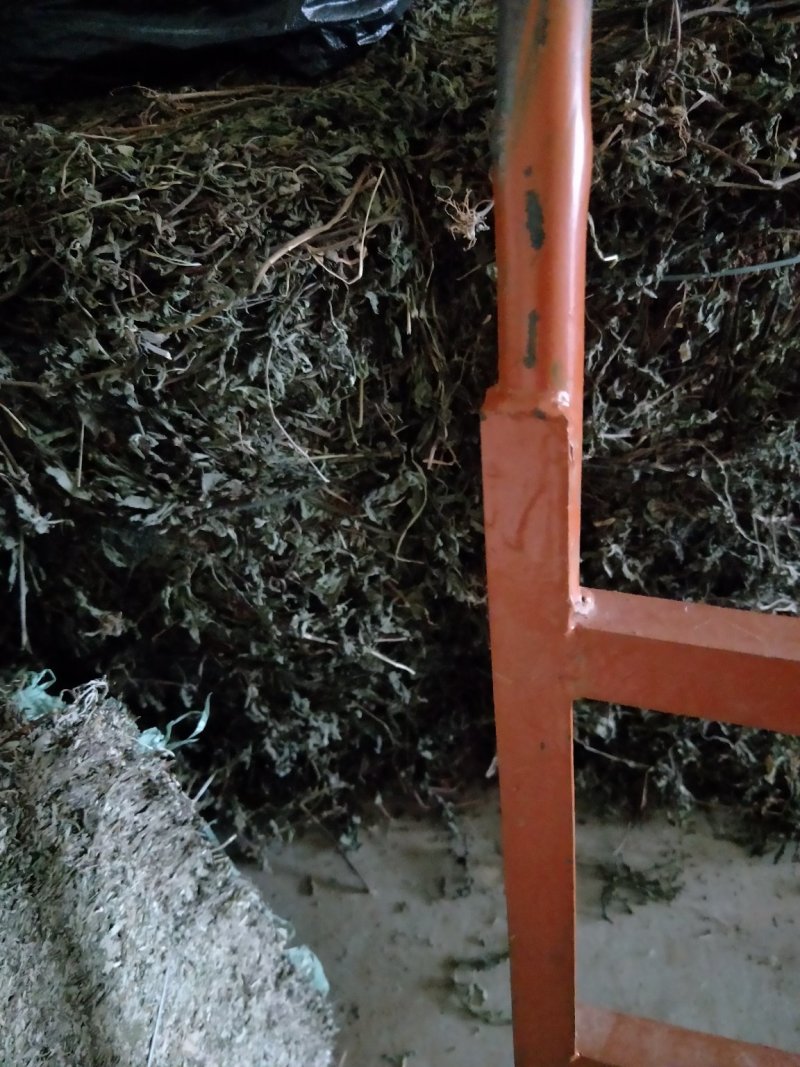 旱莲草，产地直供，一手货源，欢迎大家来电咨询