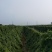 九斤黄山药原种