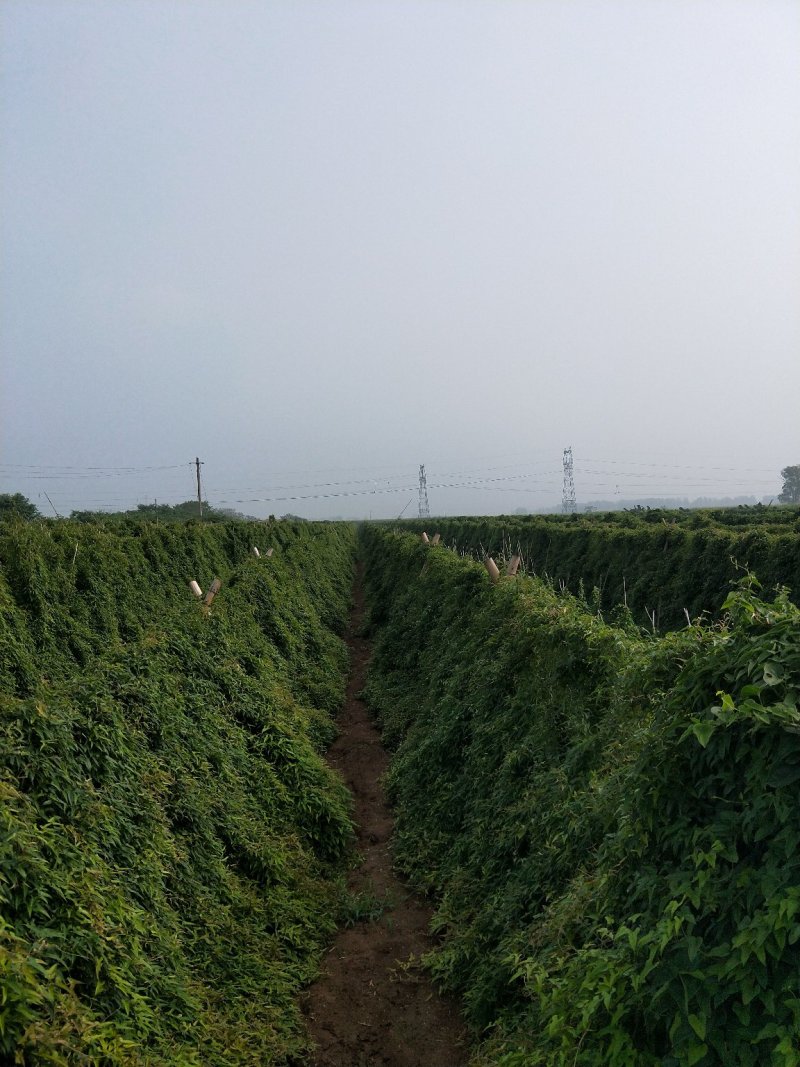 九斤黄山药原种