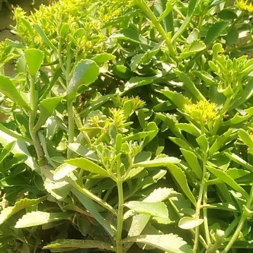 费菜种苗