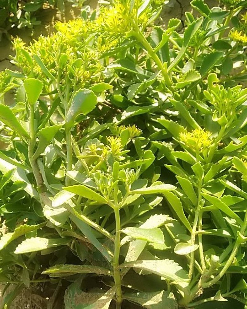 费菜种苗