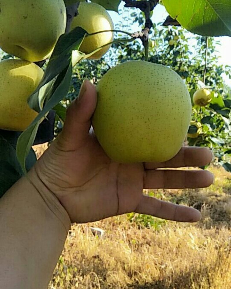 自家种植黄冠梨