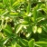 费菜种苗