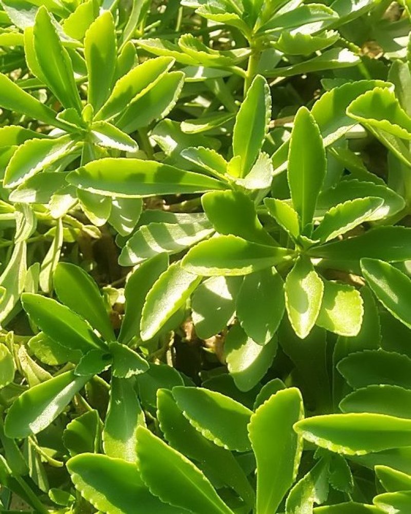 费菜种苗