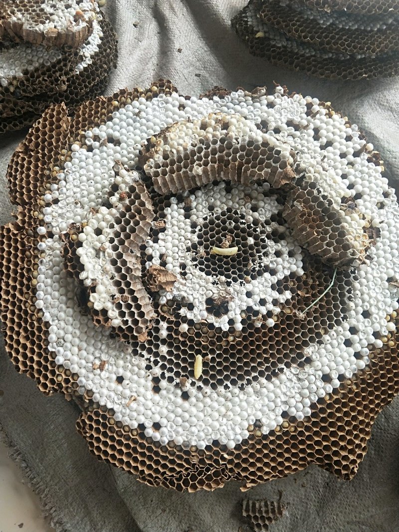 蜂蛹树蜂地雷锋黄蜂黑尾带巢活蜂熟冻蜂蛹野生蜂蛹