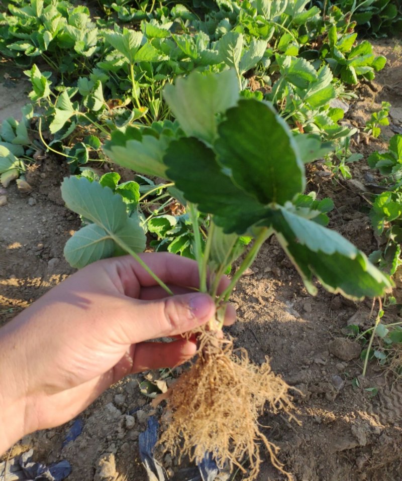 甜查理草莓苗抗病的草莓品种包成活现挖现卖基地直销