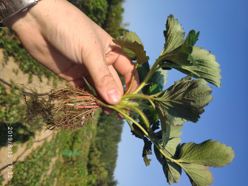 甜查理草莓苗抗病的草莓品种包成活现挖现卖基地直销