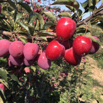 鸡心果8月10成熟烟台莱州