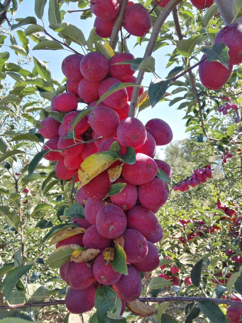 鸡心果8月10成熟烟台莱州