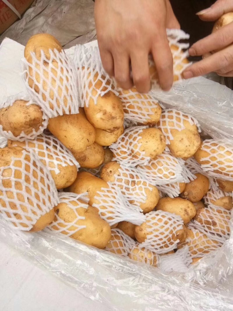 冷库荷兰十五土豆，箱货袋子货，全国发货