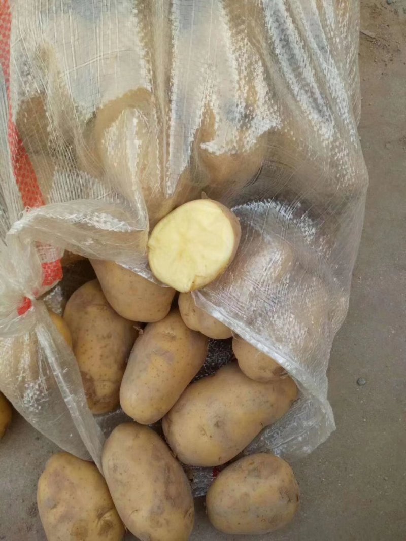 冷库荷兰十五土豆，箱货袋子货，全国发货