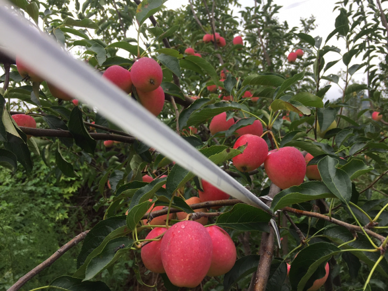 烟台鸡心果8月15号成熟