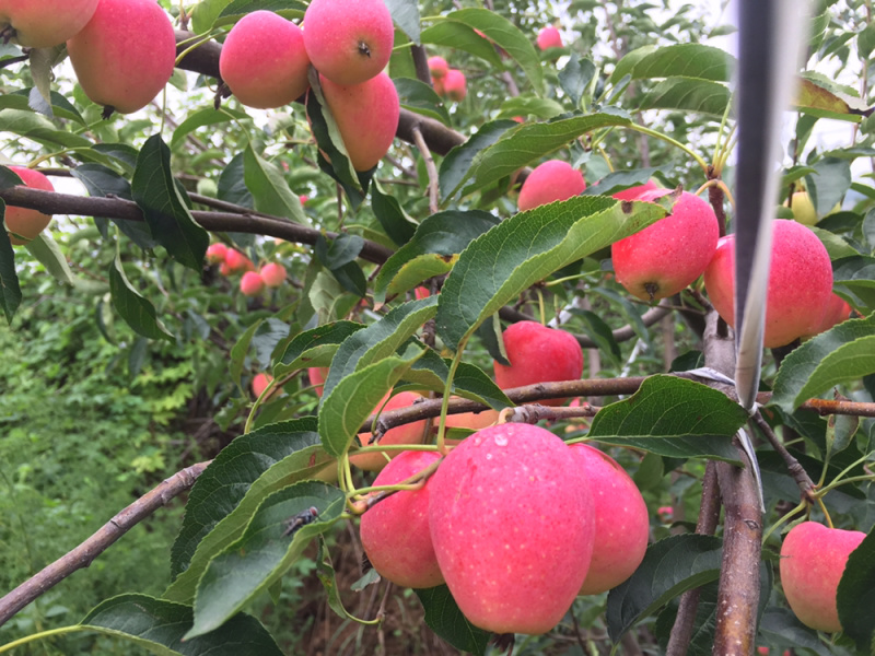 烟台鸡心果8月15号成熟