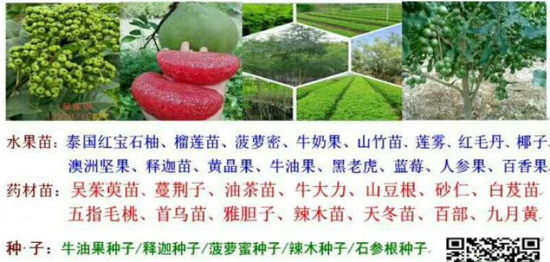 正宗进口菠萝蜜苗泰8、12，泰国红肉苗2年挂果