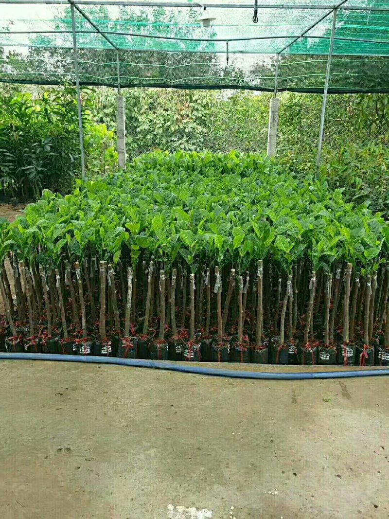 正宗进口菠萝蜜苗泰8、12，泰国红肉苗2年挂果