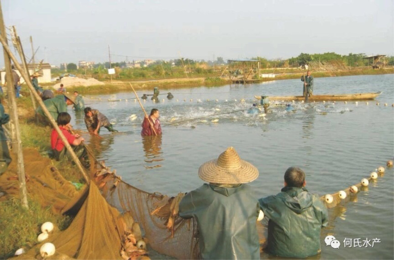 深圳惠州进口巴沙越南巴沙鱼湄公鱼龙利鱼深圳批发厂家，
