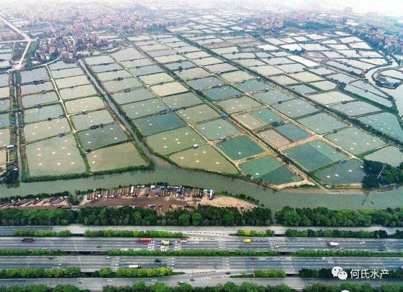 深圳惠州进口巴沙越南巴沙鱼湄公鱼龙利鱼深圳批发厂家，