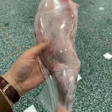 羔羊前腿