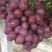 红提