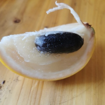 黄晶果6斤顺丰包邮