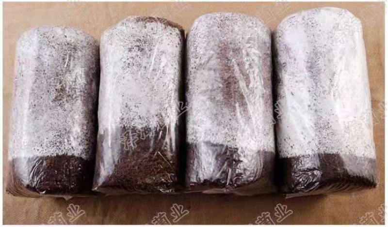 泽海食用菌平菇菌种子菌包菌棒栽培种农产品厂家自制正品